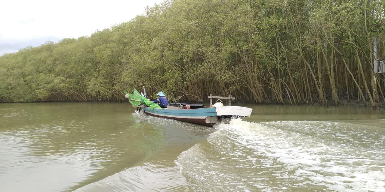 Mangrove Lampung