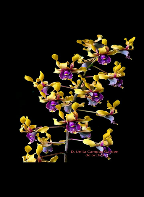 Unila Campus Garden Orchid